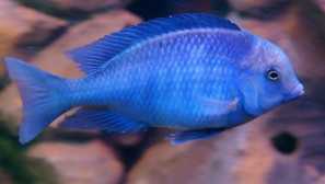 Blue dolphin: риба, која бара посебна грижа